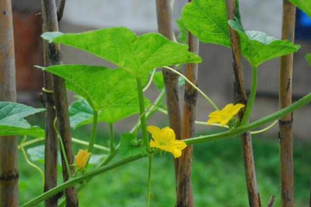 香瓜圖片，香瓜開花圖片，香瓜怎么挑好