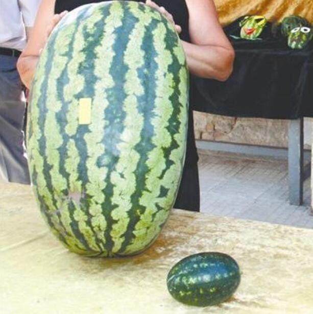 西瓜圖片，西瓜開花圖片，西瓜雕刻圖片
