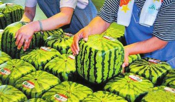 西瓜有哪些品種 西瓜種類大全圖片