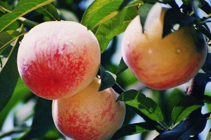 水蜜桃圖片，水蜜桃樹(shù)圖片，水蜜桃干圖片