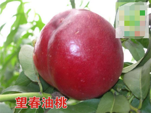 油桃品種大全圖片 最好的油桃品種