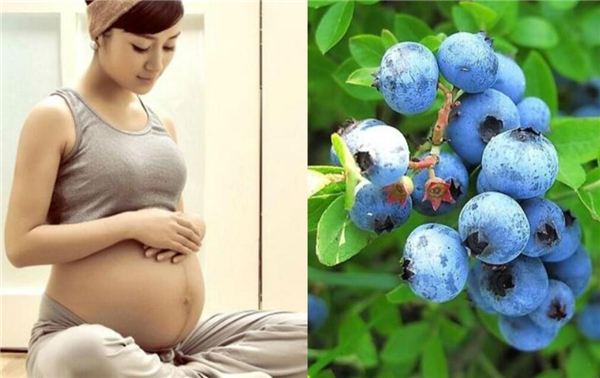 孕婦可以吃藍莓嗎 孕婦一天吃多少顆藍莓