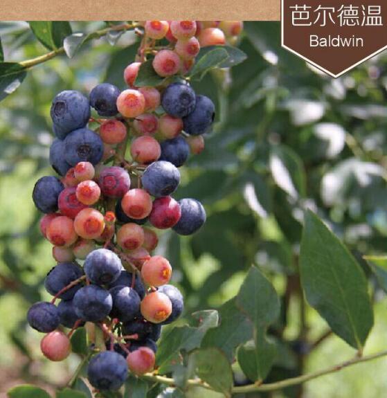 藍(lán)莓有哪些品種 藍(lán)莓種類大全圖片(圖文詳解)