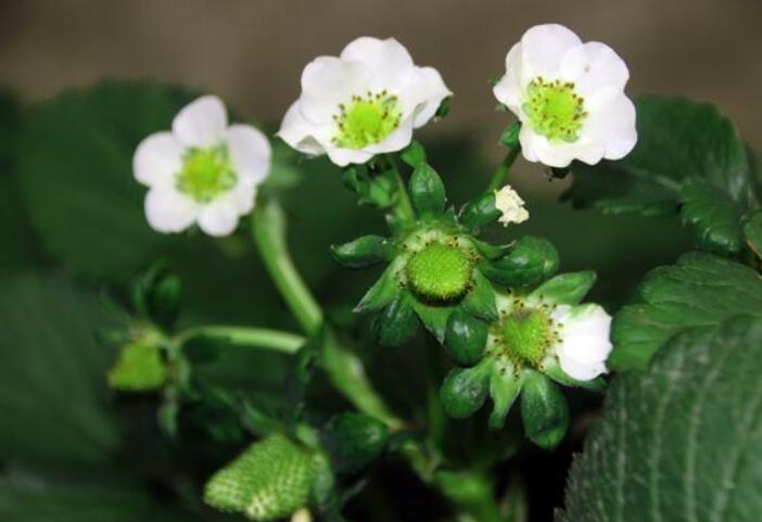 草莓圖片，草莓開花圖片，野草莓圖片