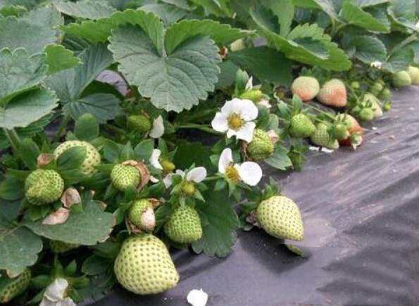 草莓圖片，草莓開花圖片，野草莓圖片