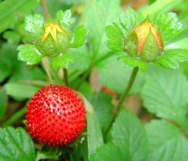 草莓圖片，草莓開花圖片，野草莓圖片