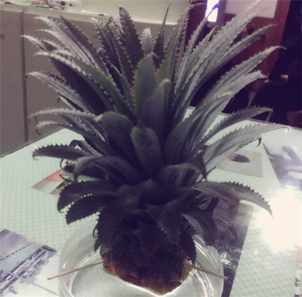 菠蘿冬天會凍死嗎 家里冬天養(yǎng)菠蘿怎么辦