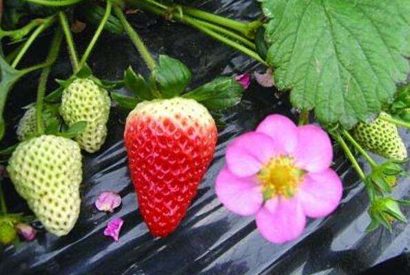 草莓花期可以施肥嗎 草莓夏季怎么養護