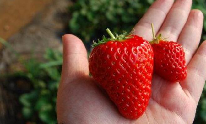 四季草莓一年結幾次果 四季草莓的種植方法