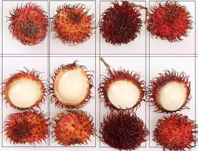 紅毛丹圖片大全大圖 紅毛丹圖片高清