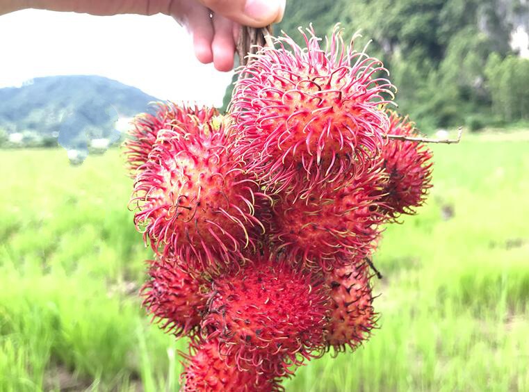 紅毛丹圖片大全大圖 紅毛丹圖片高清