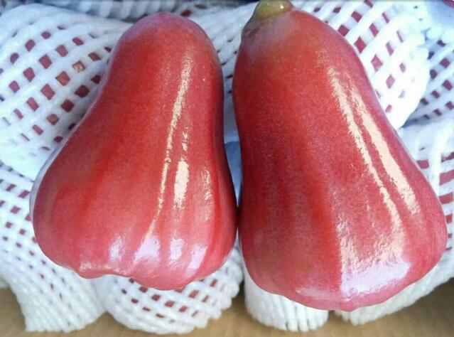 海南黑金剛蓮霧圖片，非常好吃的蓮霧圖片