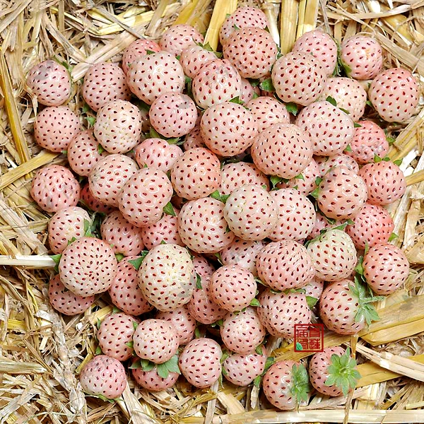 菠蘿莓圖片大全大圖，好吃好看的白草莓