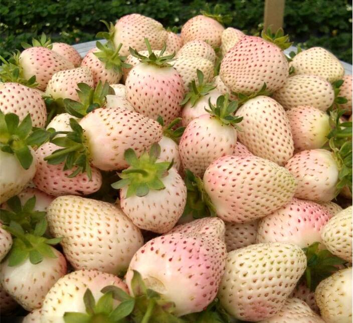 日本菠蘿莓圖片大全，奶油白草莓圖片