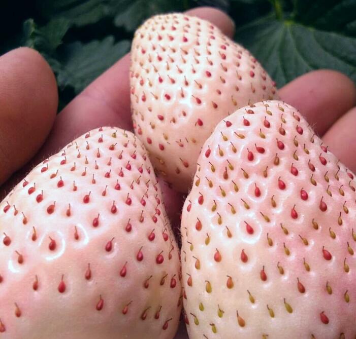 日本菠蘿莓圖片大全，奶油白草莓圖片