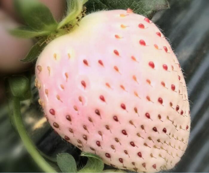 日本菠蘿莓圖片大全，奶油白草莓圖片