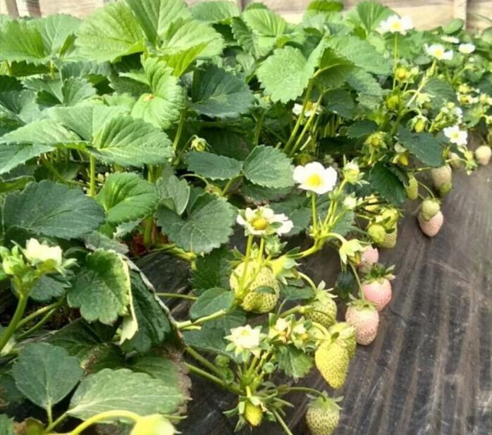日本菠蘿莓圖片大全，奶油白草莓圖片