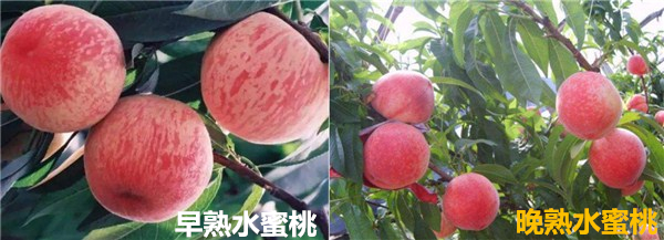 水蜜桃什么時候成熟 水蜜桃季節是幾月份
