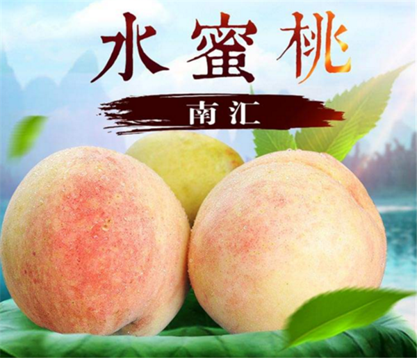 水蜜桃哪里的最好吃 最好吃的水蜜桃品種