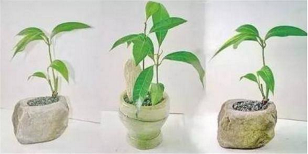 芒果盆栽種植方法(圖解) 芒果盆景怎么養