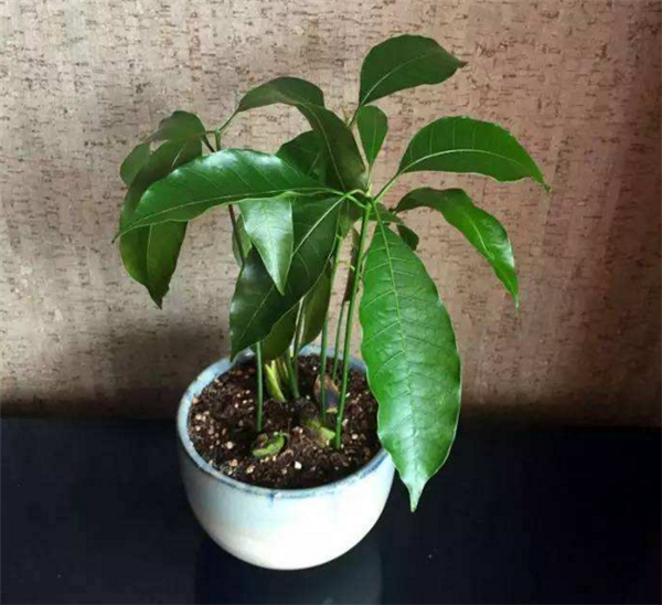 芒果盆栽種植方法(圖解) 芒果盆景怎么養