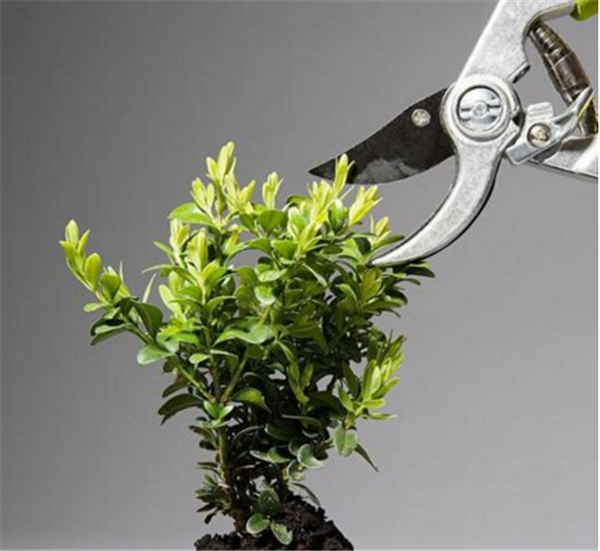 芒果盆栽種植方法(圖解) 芒果盆景怎么養