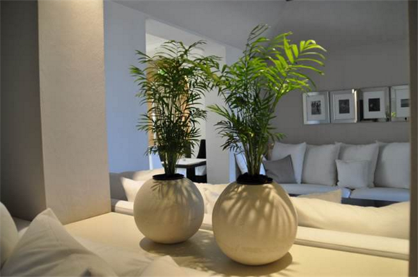 芒果盆栽種植方法(圖解) 芒果盆景怎么養