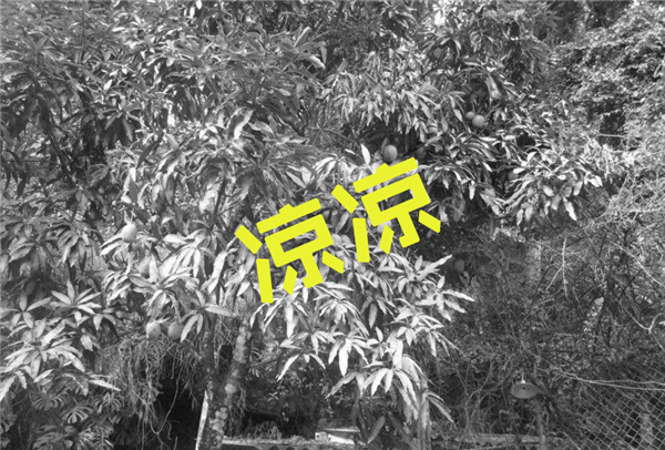 芒果適合什么地方種植 芒果種植幾年可以掛果