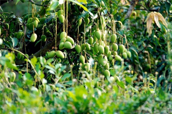 芒果適合什么地方種植 芒果種植幾年可以掛果