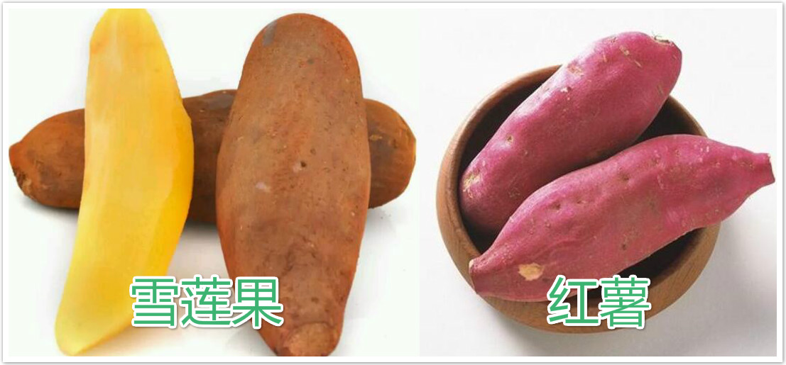 雪蓮果圖片大全大圖 雪蓮果長什么樣子圖片介紹