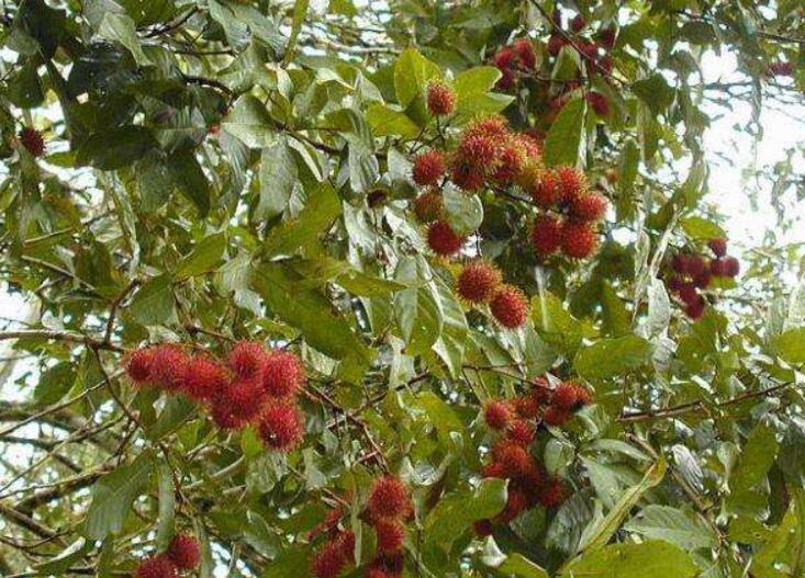 水果紅毛丹圖片大全 紅毛丹和荔枝區別對比圖