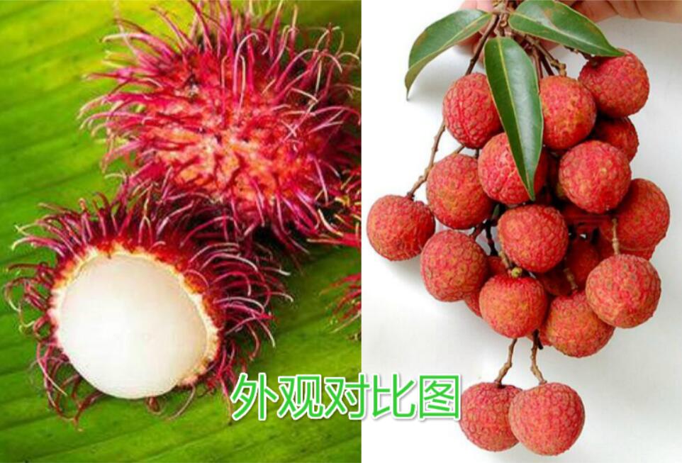 水果紅毛丹圖片大全 紅毛丹和荔枝區別對比圖