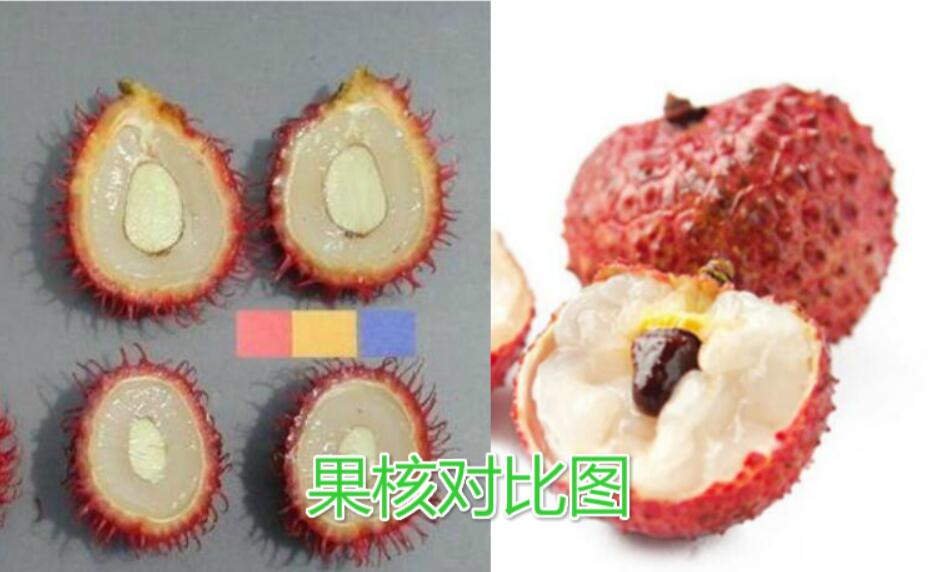 水果紅毛丹圖片大全 紅毛丹和荔枝區別對比圖