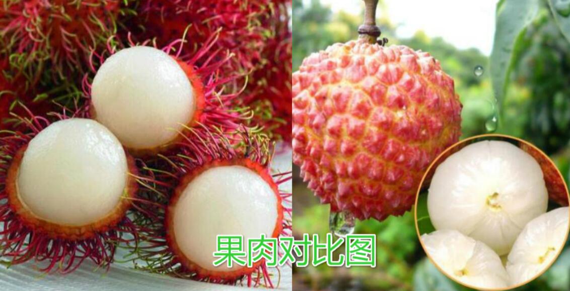 水果紅毛丹圖片大全 紅毛丹和荔枝區別對比圖