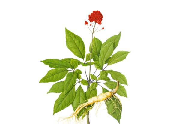 番石榴不能與什么食物同吃,與西紅柿同吃傷腸胃