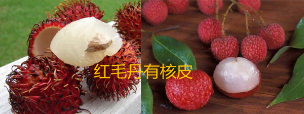 紅毛丹是什么水果，紅毛丹也叫毛荔枝
