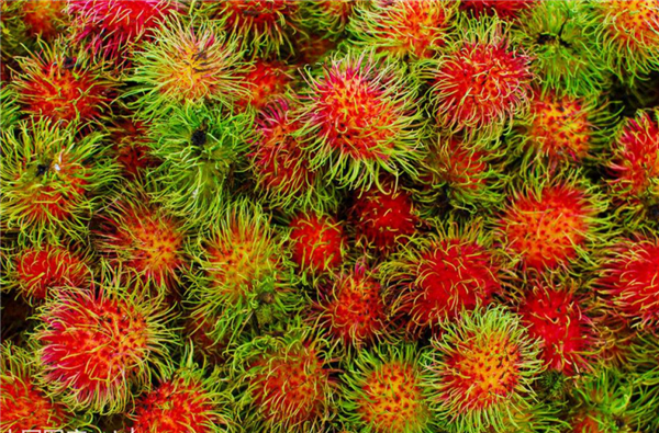 吃紅毛丹要注意的事項(xiàng) 紅毛丹的核皮有毒