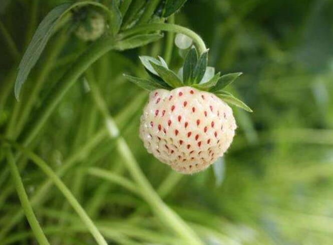 菠蘿莓圖片大全大圖 什么是菠蘿莓(白色草莓)