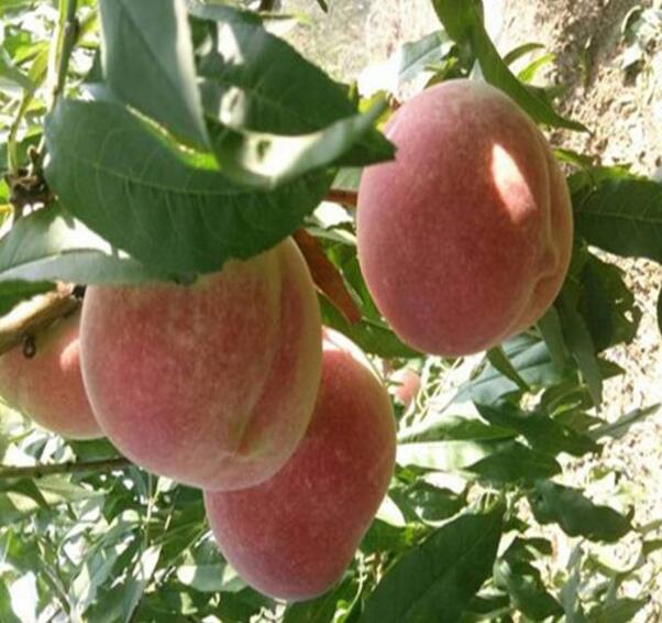 蟠桃什么時候成熟，蟠桃三千年一開花(8-9月份成熟)