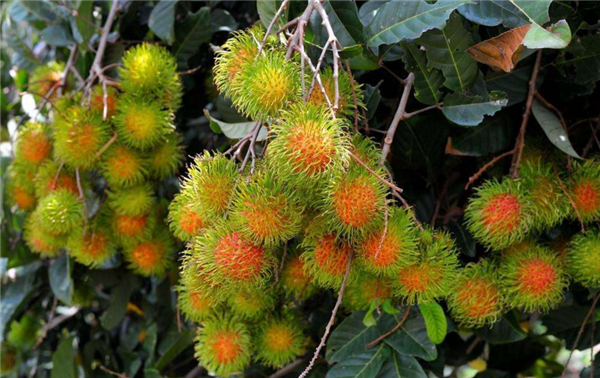 紅毛丹的樹長什么樣 紅毛丹樹圖片大全