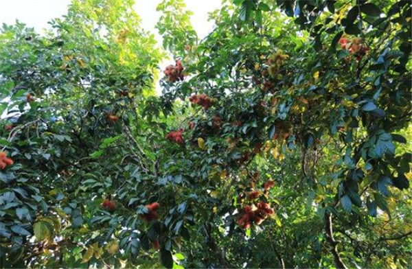 紅毛丹的樹長什么樣 紅毛丹樹圖片大全