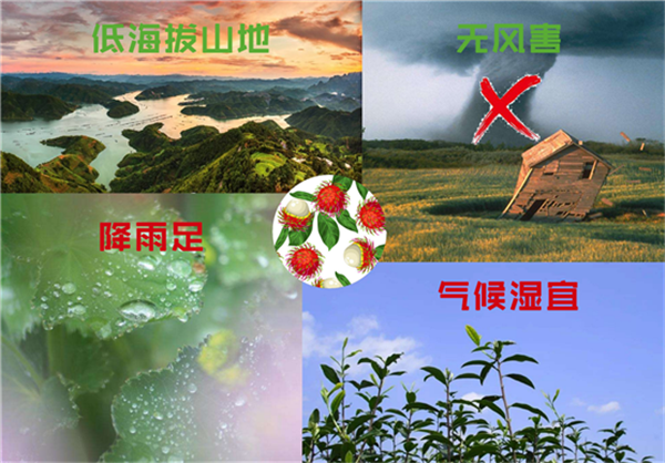 紅毛丹的樹長什么樣 紅毛丹樹圖片大全