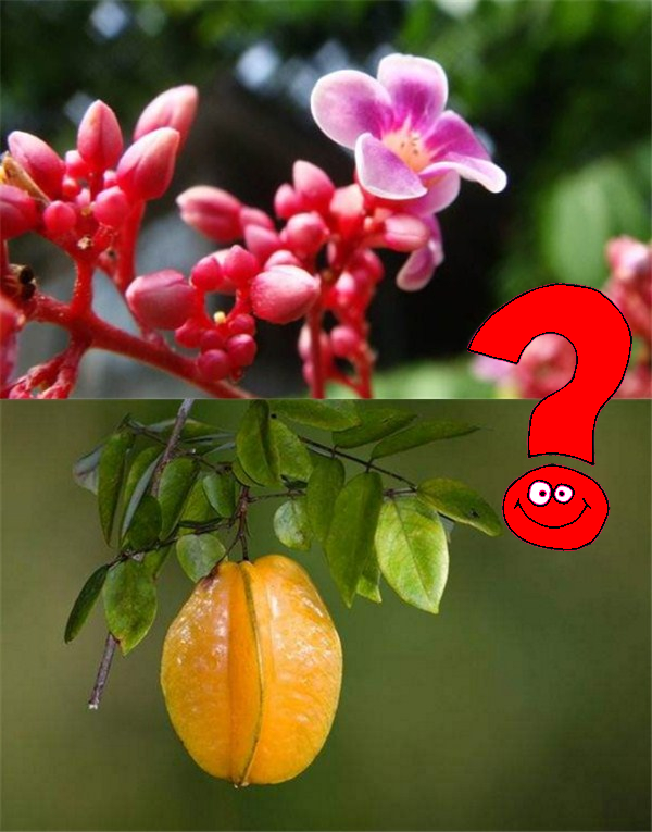 楊桃什么季節(jié)成熟 楊桃開花到成熟多久