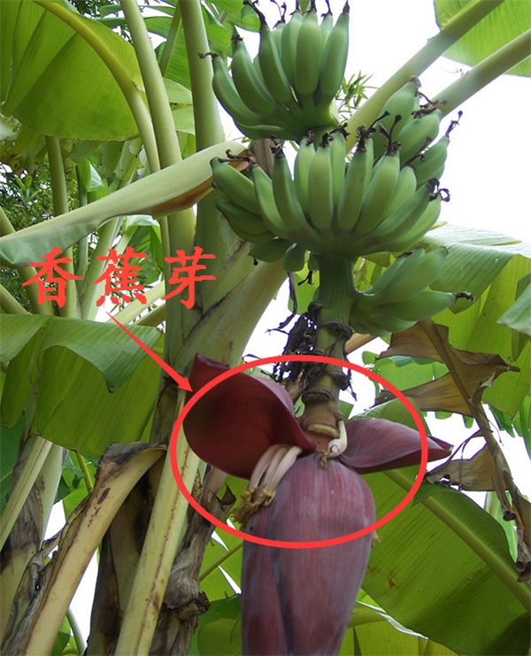 香蕉樹是怎么長出來的 香蕉樹成熟后要被砍是為什么