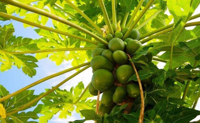 木瓜樹幾年能結果 木瓜樹種植需要注意什么