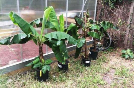 香蕉樹在北方能種植嗎 香蕉樹怎么種植