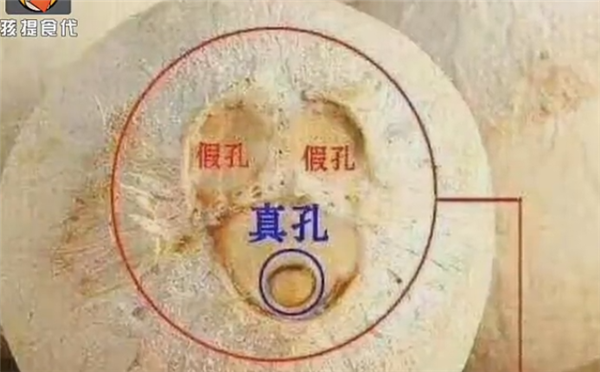 椰子三個孔在哪個位置，椰子三孔有兩假一真
