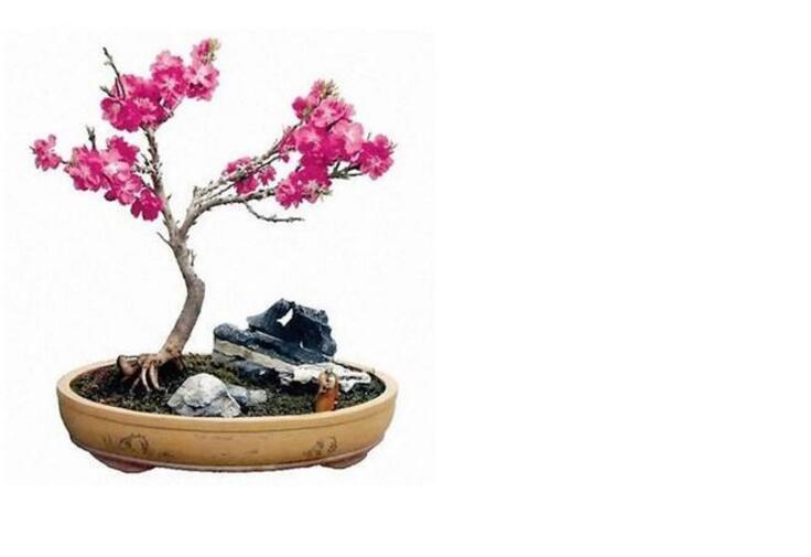 蟠桃樹怎么養(yǎng) 蟠桃樹盆栽怎么造型