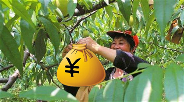黃桃為什么那么貴，物以稀為貴黃桃成熟期短