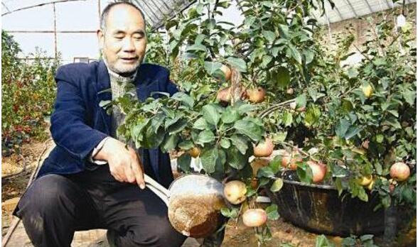 盆栽檸檬樹的養(yǎng)殖方法和注意事項